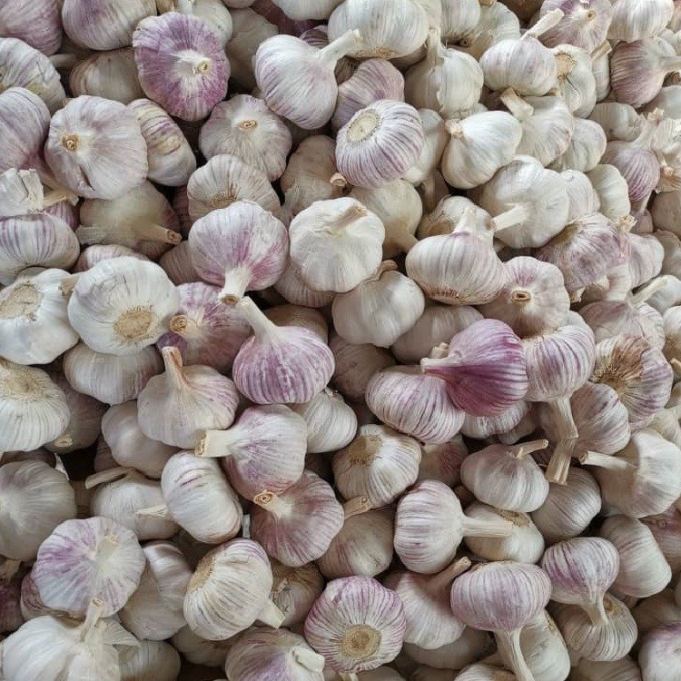 fresh garlic frozen